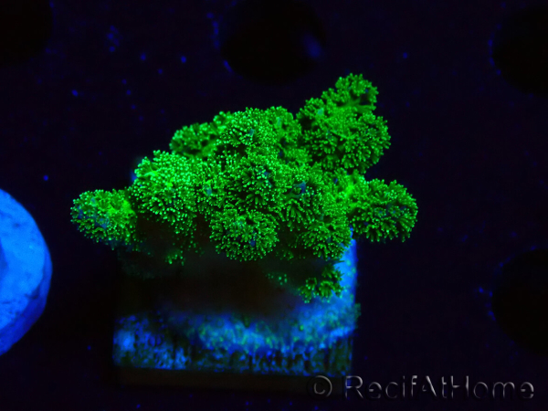 WYSIWYG Pocillopora damicornis green