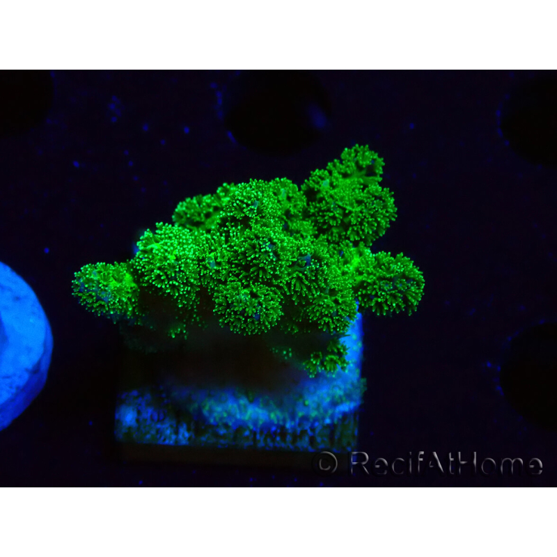 WYSIWYG Pocillopora damicornis vert 1A2