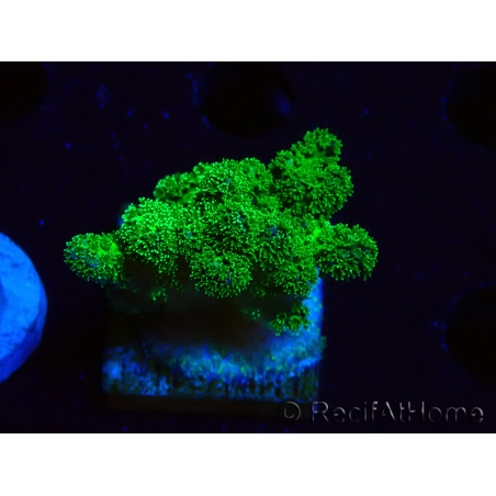 WYSIWYG Pocillopora damicornis grün