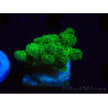 WYSIWYG Pocillopora damicornis grün