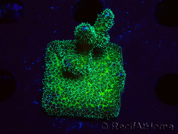 WYSIWYG Pocillopora damicormis Oro folle