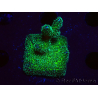 WYSIWYG Pocillopora damicormis Oro folle
