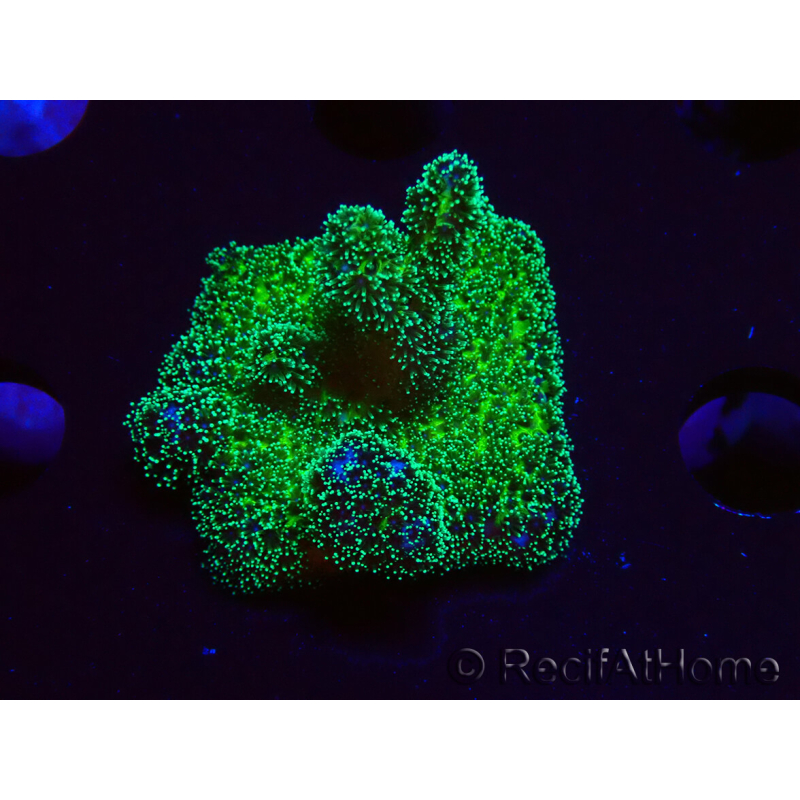 WYSIWYG Pocillopora damicormis Gold insane