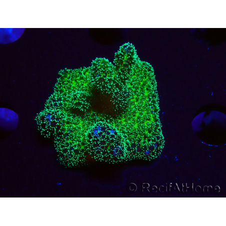 WYSIWYG Pocillopora damicormis Gold insane