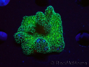 WYSIWYG Pocillopora damicornis Gold Wahnsinn