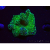 WYSIWYG Pocillopora damicormis Gold insane 1D5