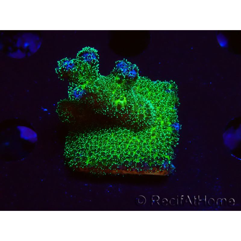 WYSIWYG Pocillopora damicormis Gold insane