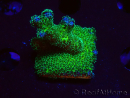 WYSIWYG Pocillopora damicormis Gold insane