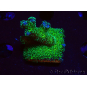 WYSIWYG Pocillopora damicormis Gold insane 1D6