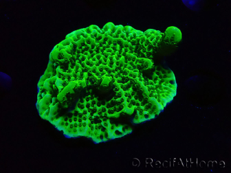 WYSIWYG Montipora confusa