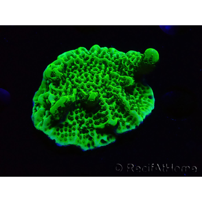 WYSIWYG Montipora confusa