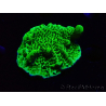 WYSIWYG Montipora confusa 1E4