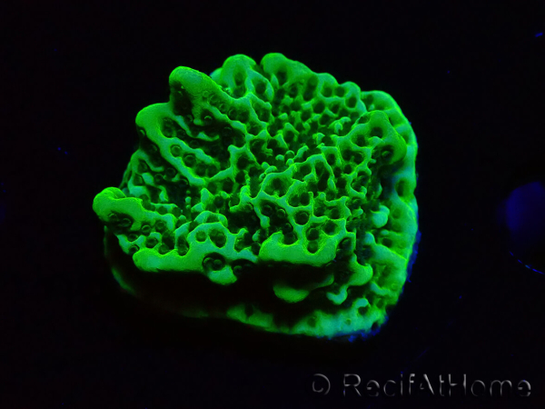 WYSIWYG Montipora confusa 1E6