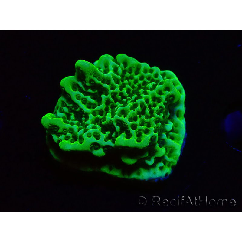 WYSIWYG Montipora confusa 1E6