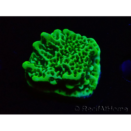 WYSIWYG Montipora confusa 1E6