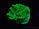 WYSIWYG Montipora confusa