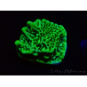 WYSIWYG Montipora confusa