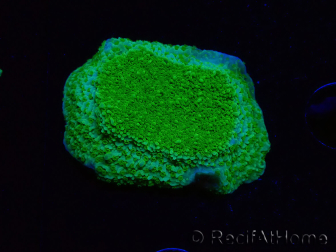 WYSIWYG Montipora Piatto Giallo/Verde