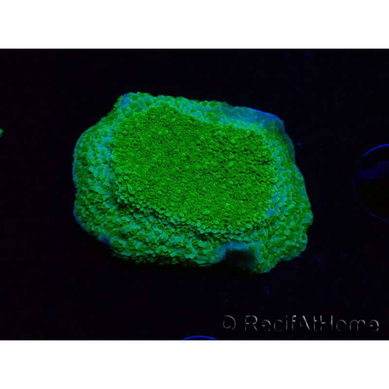 WYSIWYG Montipora Plateau Yellow/Green