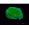 WYSIWYG Montipora Plateau Jaune/Vert
