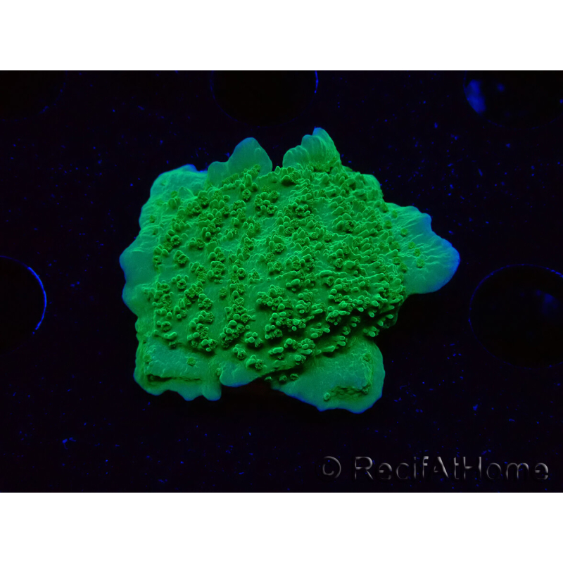 WYSIWYG Montipora Plateau Grün Apfel