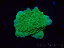 WYSIWYG Montipora Plateau Vert Pomme