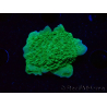 WYSIWYG Montipora Piatto Verde Mela