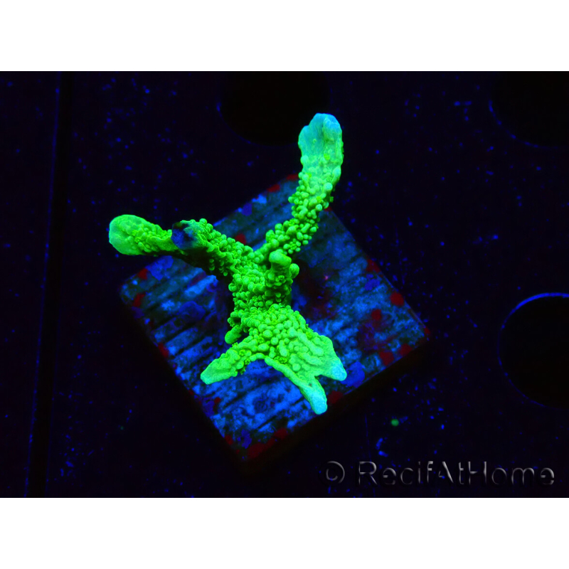 WYSIWYG Montipora stellata 1S5