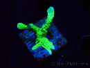 WYSIWYG Montipora stellata 1S5