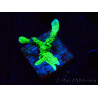 WYSIWYG Montipora stellata 1S5