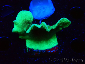 WYSIWYG Pavona cactus