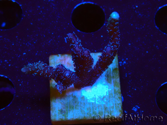 WYSIWYG Montipora Polype Violet 1U6
