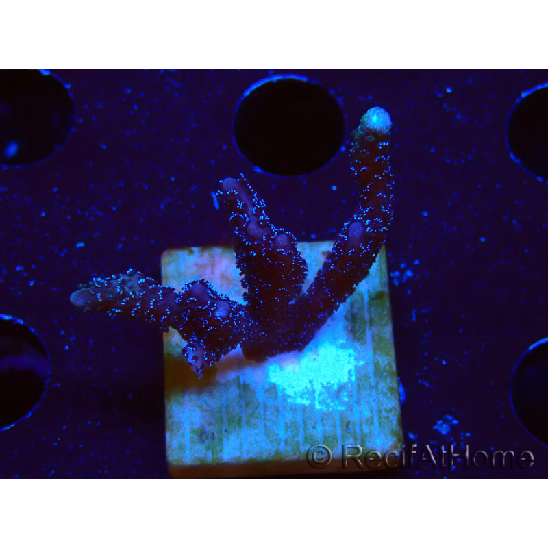 WYSIWYG Montipora Polype Violet