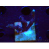 WYSIWYG Montipora Polype Violet 1U6