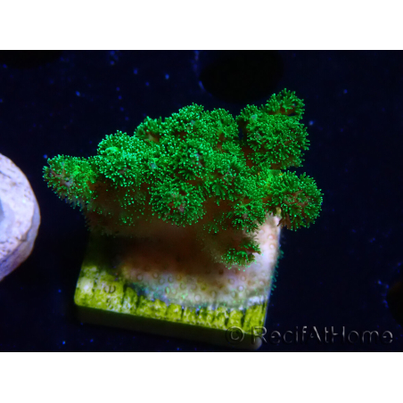 WYSIWYG Pocillopora damicornis verde