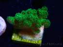 WYSIWYG Pocillopora damicornis vert 1A2