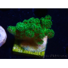 WYSIWYG Pocillopora damicornis green