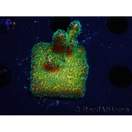 WYSIWYG Pocillopora damicormis Oro folle