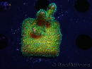 WYSIWYG Pocillopora damicormis Oro folle