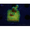 WYSIWYG Pocillopora damicormis Gold insane