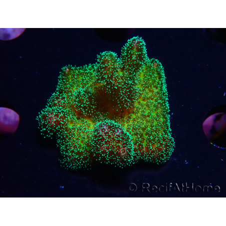 WYSIWYG Pocillopora damicornis Gold Wahnsinn