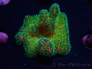 WYSIWYG Pocillopora damicormis Gold insane