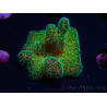 WYSIWYG Pocillopora damicormis Gold insane