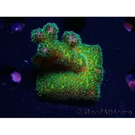 WYSIWYG Pocillopora damicormis Gold insane 1D6