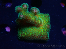 WYSIWYG Pocillopora damicormis Gold insane