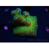 WYSIWYG Pocillopora damicormis Gold insane