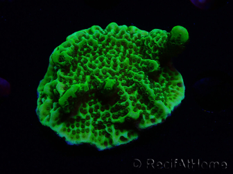 WYSIWYG Montipora confusa 1E4