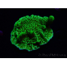 WYSIWYG Montipora confusa