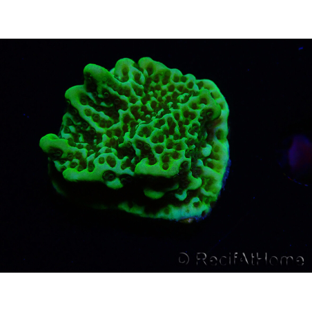 WYSIWYG Montipora confusa 1E6
