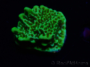 WYSIWYG Montipora confusa